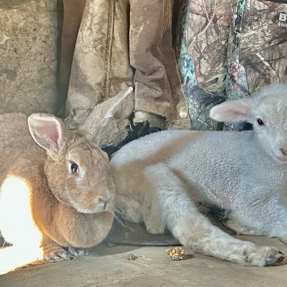 Meet your Posher, Mandi - Picture 12 of 16